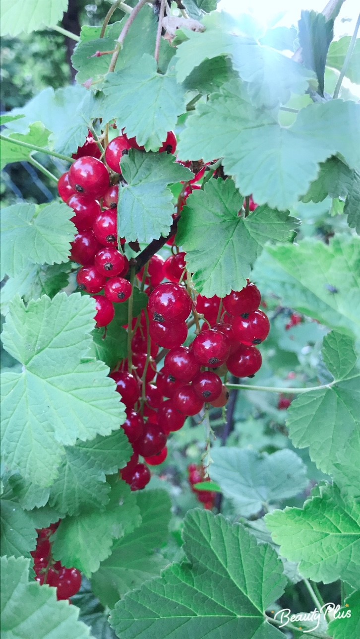 Gemüse zuhause anbauen Wie du dir echtes Schrebergartenfeeling nach